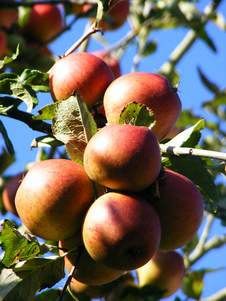 Hughenden Orchard, Buckinghamshire