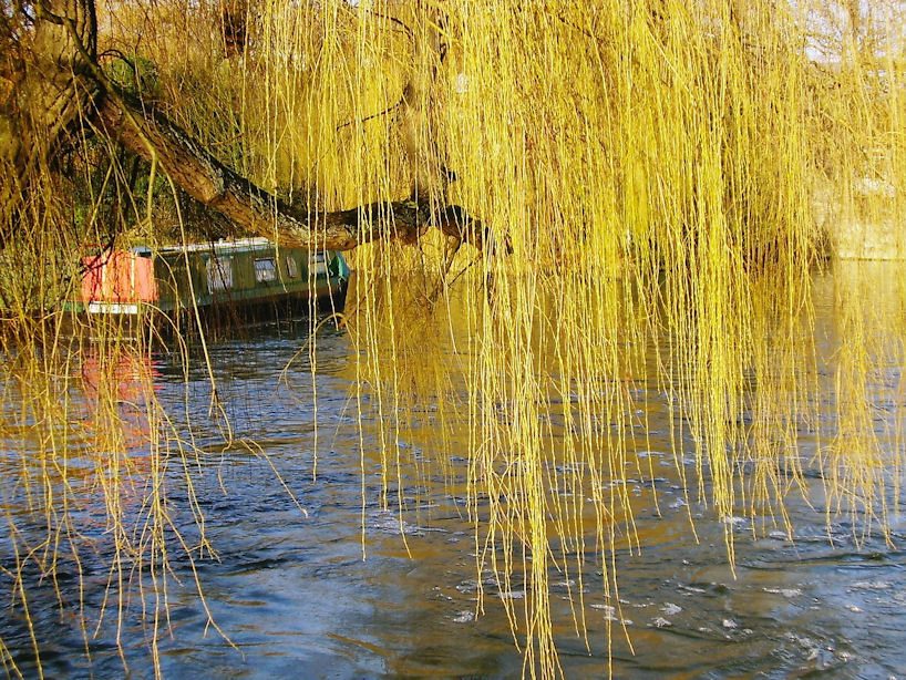 Weeping Willows on the Cam, Cambridge