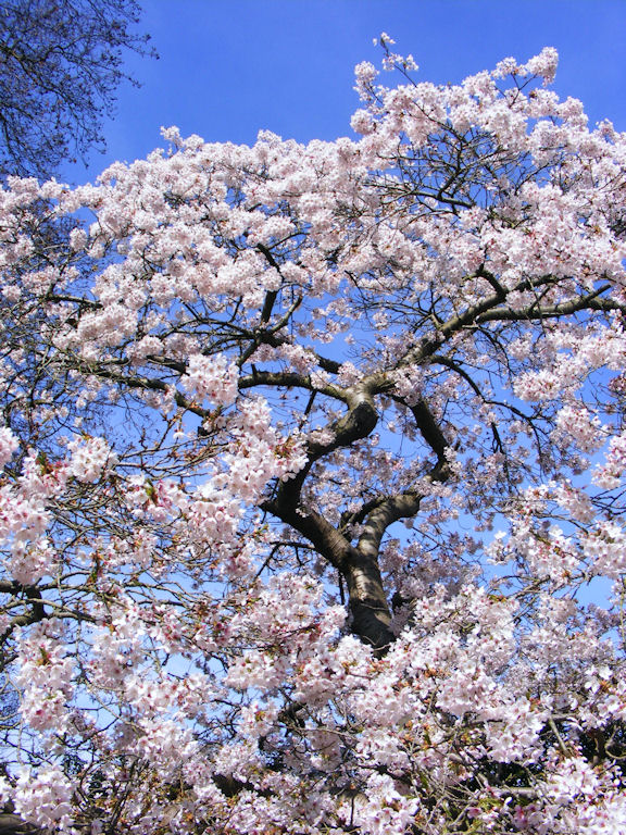 Cherry Tree at Cambridge University Botanical Gardens, Cambridgeshire