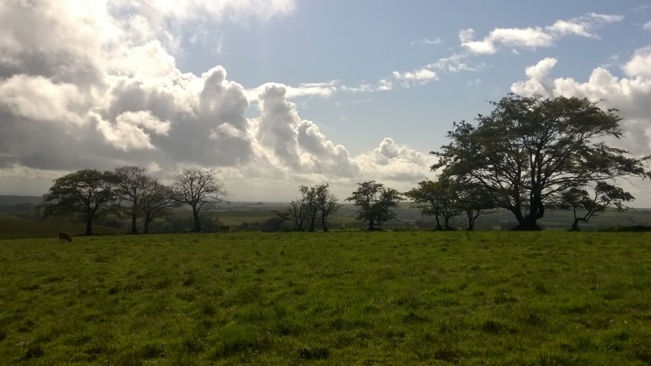 Trees in Northern Cumberland