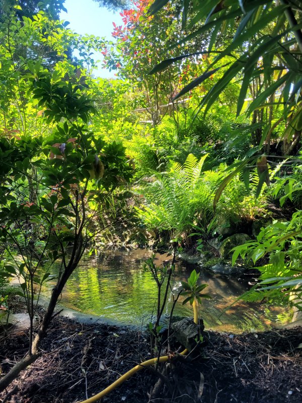 Himalayan Mountain Pond, Plant World, Devon