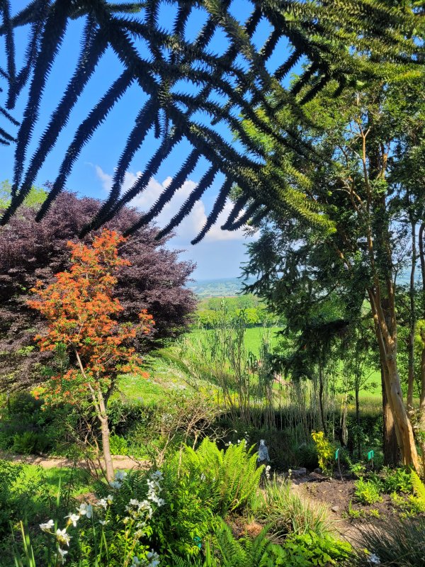 Into The Americas, Plant World, Newton Abbott, Devon