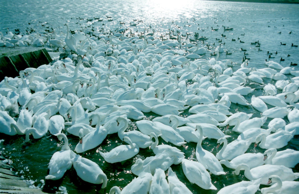 A LOT of Swans, Abbotsbury Swannery, Dorset