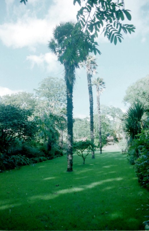 Palm Trees at Abbotsbury Gardens, Dorset