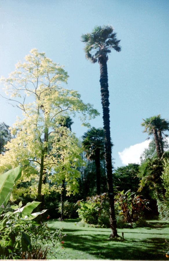 More Exotic Plants at Abbotsbury Gardens, Dorset
