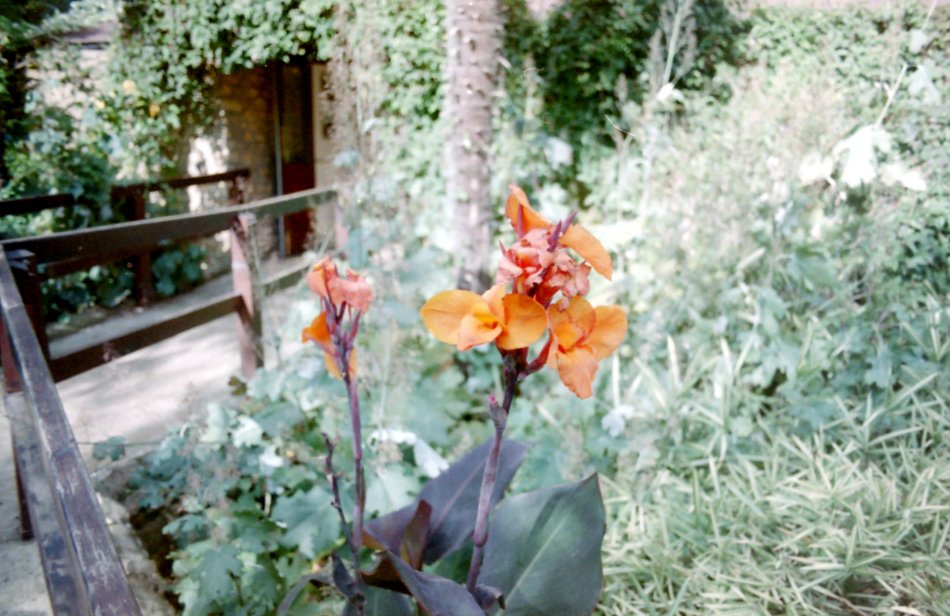 Flowers at Abbotsbury Gardens, Dorset