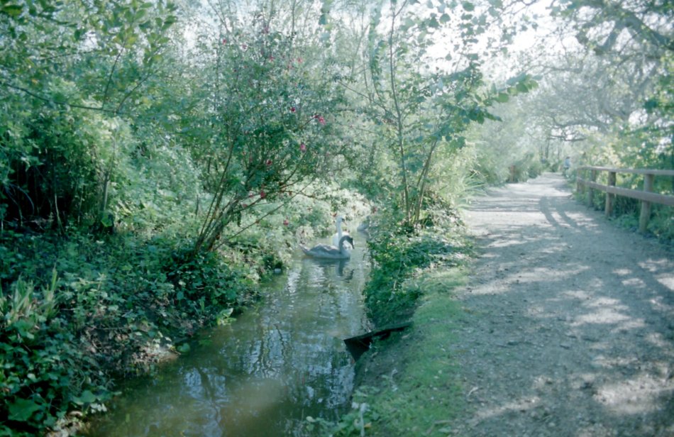 A First Couple of Swans, Abbotsbury Swannery, Dorset