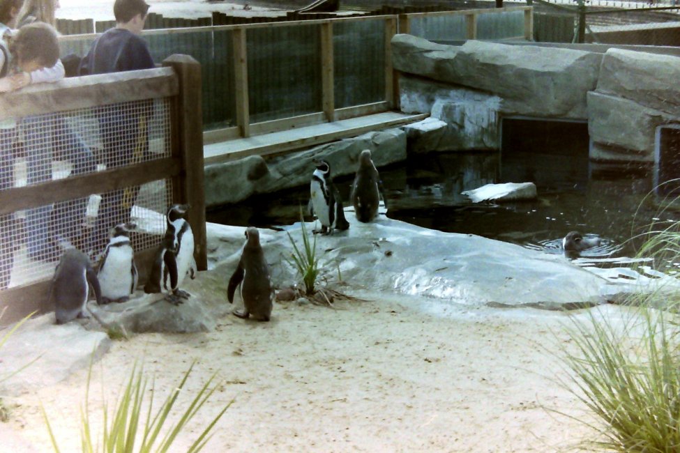 The Penguin Pool at Colchester Zoo, Essex