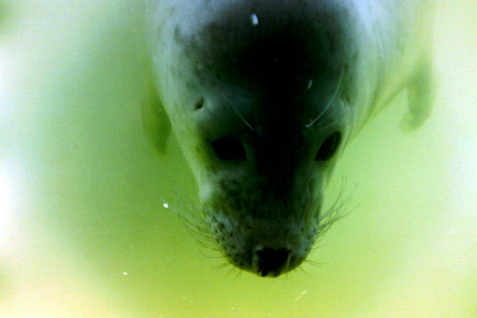 Curious Seal, Colchester Zoo, Essex