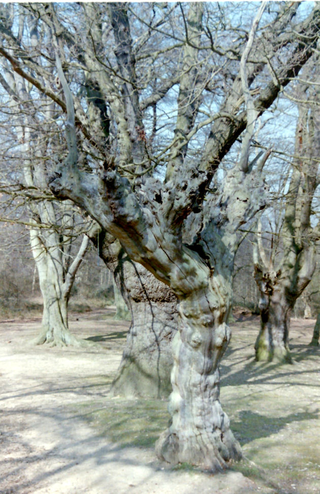 Ancient Tree in Epping Forest, Essex