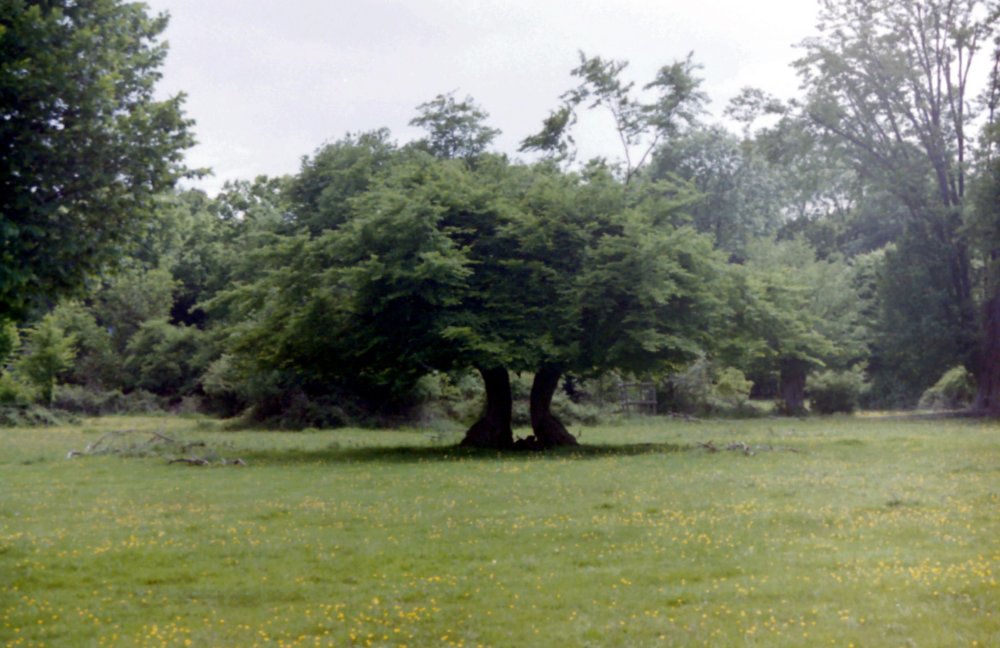 Tree in Hatfield Forest, Essex