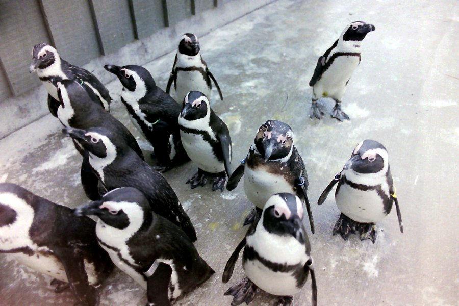 More Colchester Zoo Penguins, Essex