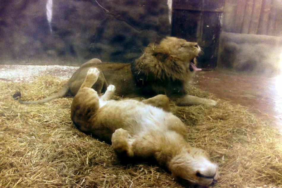 Relaxed Lions at Colchester Zoo, Essex