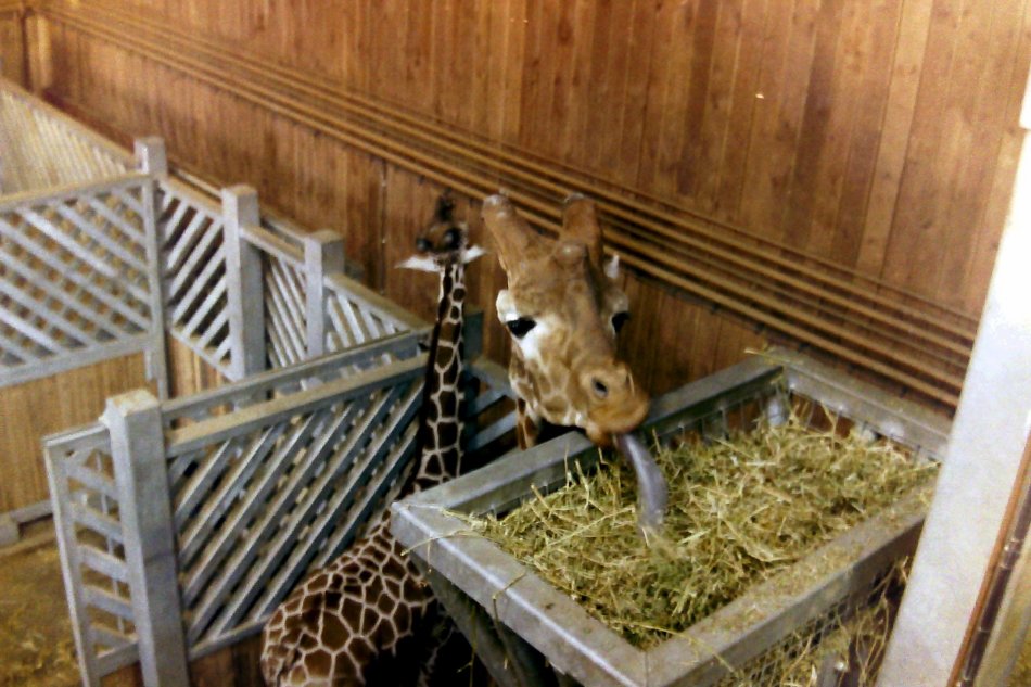 Giraffes at Colchester Zoo, Essex