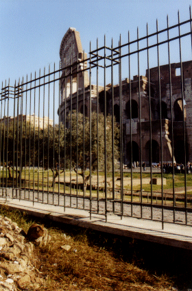 Cat near the Colloseum