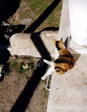 Cats above and below!