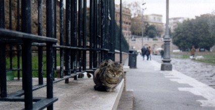 Cat near the Roman Forum