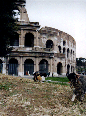 Moggies outside the Colloseum