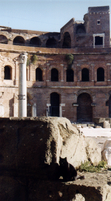Cat at Trajan's Markets 1