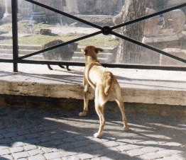 Dog and Cat at the Area Sacra