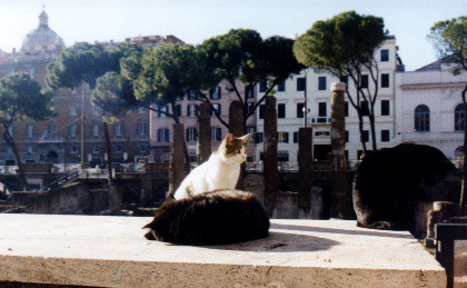 Collection of Roman Moggies