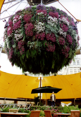 The Biggest Aspidistra in the World!, Gent, Belgium