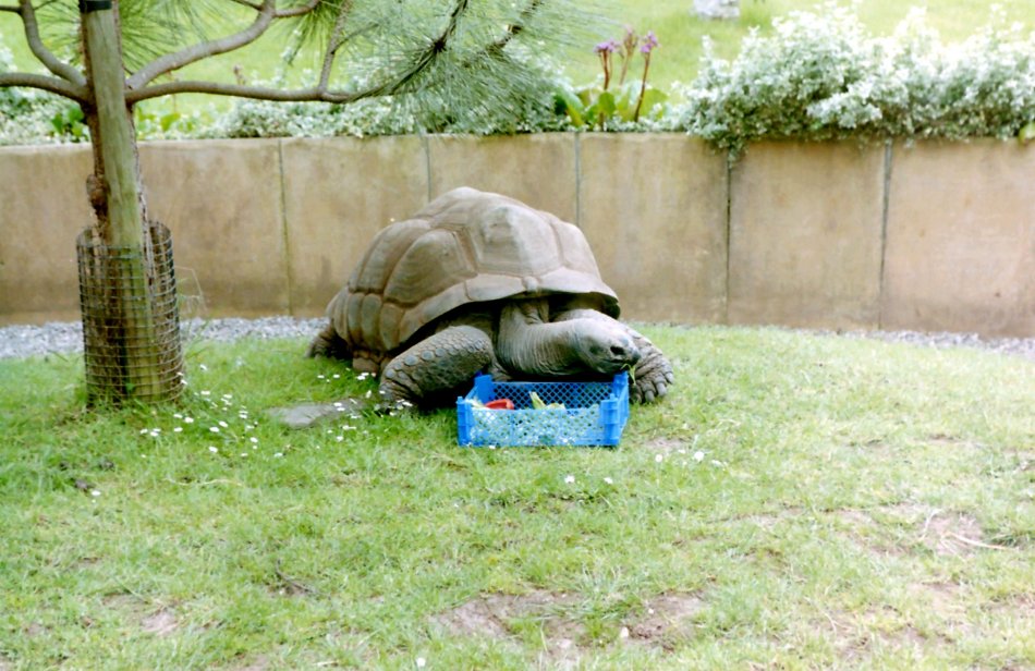 Big Ol' Tortoise, Bristol Zoo, Gloucestershire