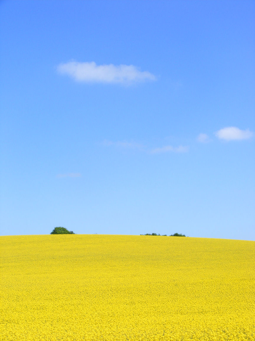 Rape Field near Baldock, Hertfordshire
