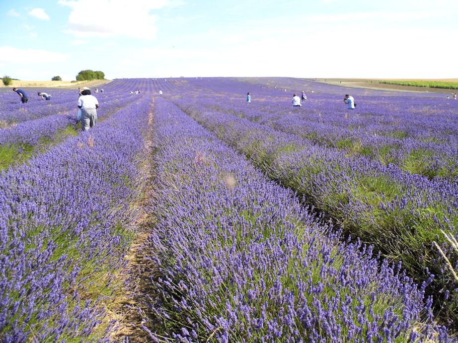 Another view of the Lavender Fields, Hitchin Lavender, Hertfordshire