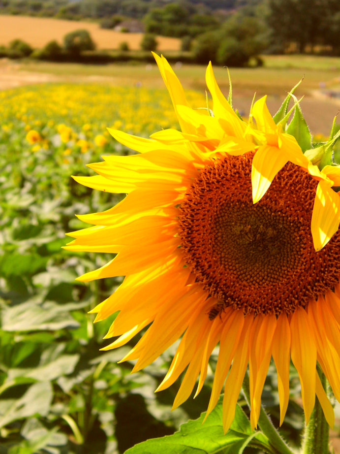 Not only Lavender but Sunflowers too, Hitchin Lavender, Hertfordshire