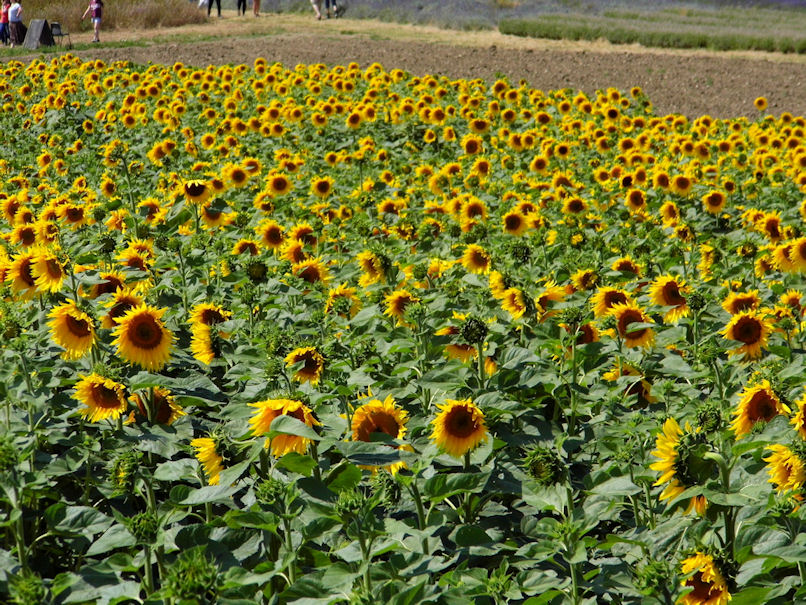 LOTS of Sunflowers, Hitchin Lavender, Hertfordshire