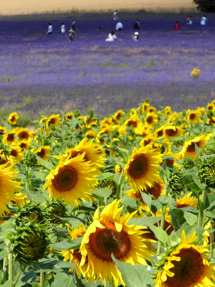 Yellow and Purple at Hitchin Lavender, Hertfordshire