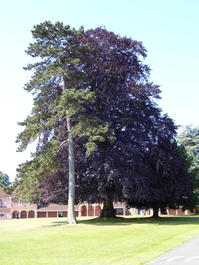 Grand Tree at the Royal Masonic School for Girls, Rickmansworth, Hertfordshire