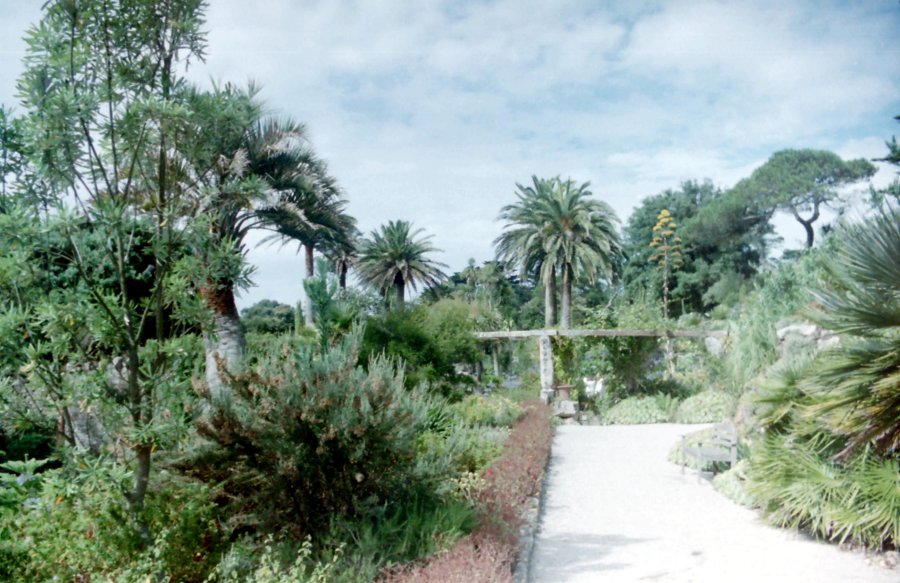 Another view of Tresco Abbey Gardens, Tresco, Isles of Scilly
