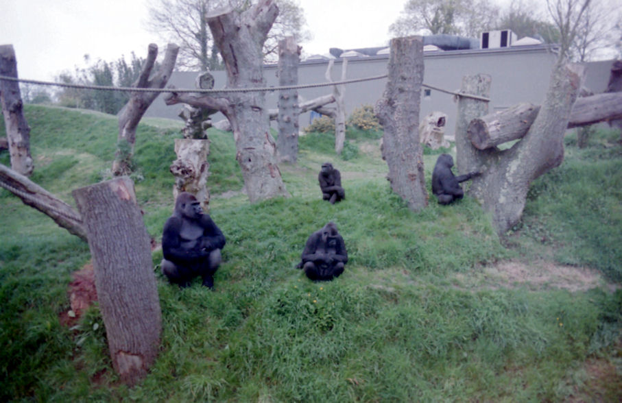 Gorillas at Jersey Zoo, Channel Islands