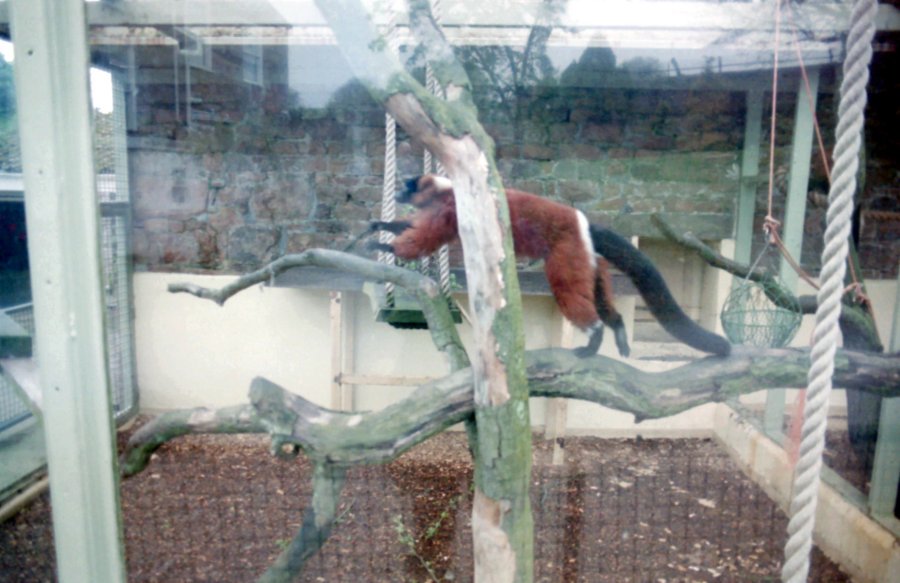 Lemur at Jersey Zoo