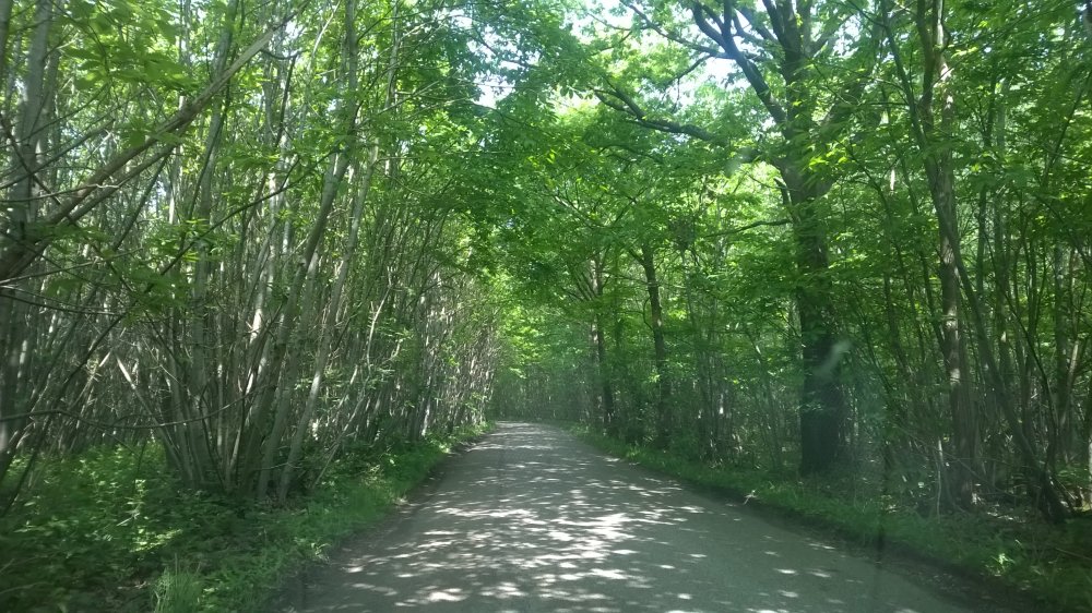 Sun Dappled Road near Headcorn, Kent