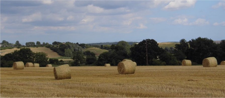 Harvest Time in Kent