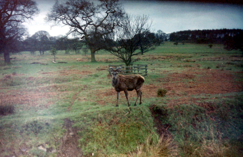 Deer in Bradgate Park, Leicestershire
