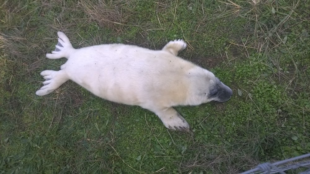 Baby Seal, Donna Nook, Lincolnshire