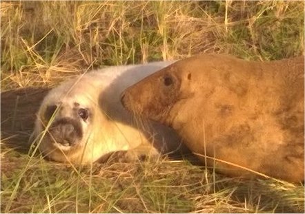 Close up of the Seals of Donna Nook, Lincolnshire