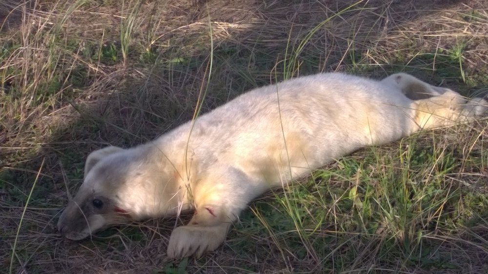 Another Baby Seal at Donna Nook, Lincolnshire