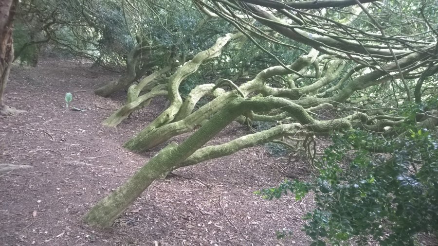 Leaning Trees, Easton Walled Gardens, Lincolnshire