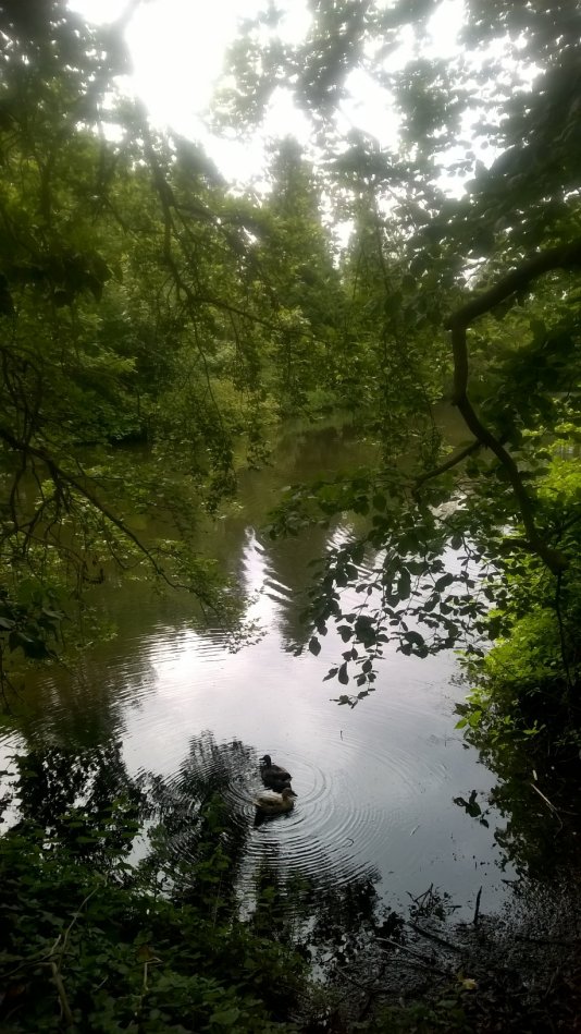Another view of Elsham Country Park, Linolnshire