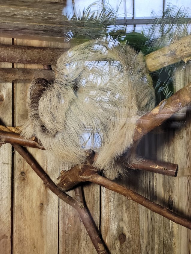 Sleeping Sloth, Tropical Paradise, Lincoln Zoo, Lincolnshire