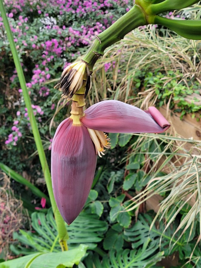 Banana Blossom, Endeavour, Lincoln Zoo (Woodside Wildlife Park), Lincolnshire