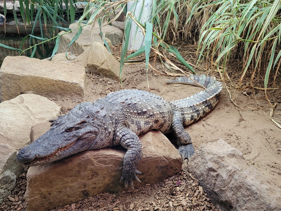 Siamese Crocodile in Endeavour, Lincoln Zoo, Lincolnshire