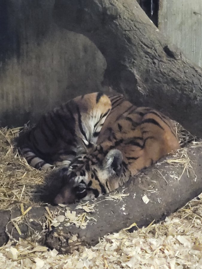Julia, the Sumatran Tiger, Lincoln Zoo (Woodside Wildlife Park), Lincolnshire