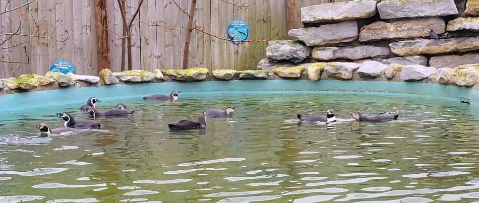 Penguin Pool, Lincoln Zoo, Lincolnshire