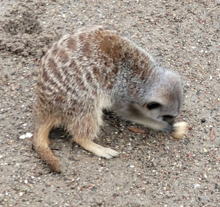 Meerkat, Lincoln Zoo (formerly Woodside Wildlife Park), Lincolnshire